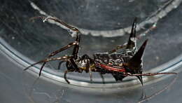 صورة Micrathena pilaton Levi 1985