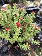 Image of Rhodiola quadrifida (Pallas) Fischer & Meyer