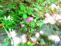 صورة Dianthus barbatus L.