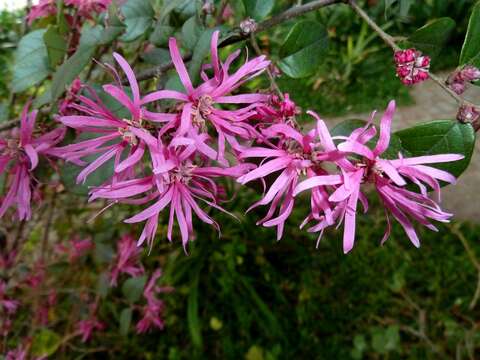 صورة Loropetalum chinense (R. Br.) Oliv.