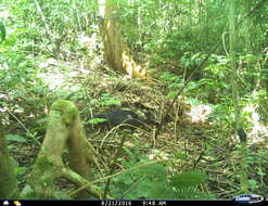 Image of Mexican Agouti