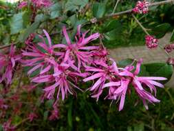 صورة Loropetalum chinense (R. Br.) Oliv.