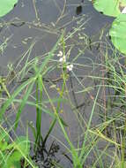 Imagem de Sagittaria trifolia L.