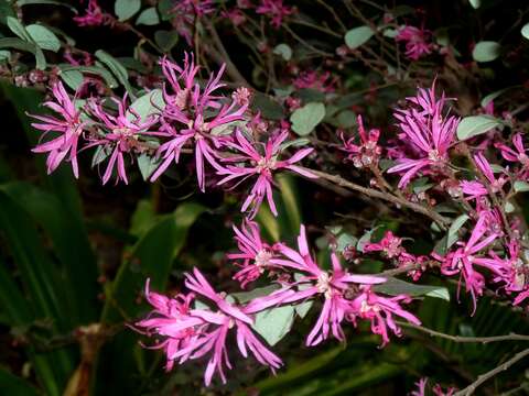 صورة Loropetalum chinense (R. Br.) Oliv.