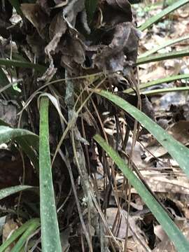 Image of curve-leaf yucca