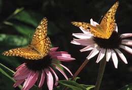 Image of Variegated Fritillary