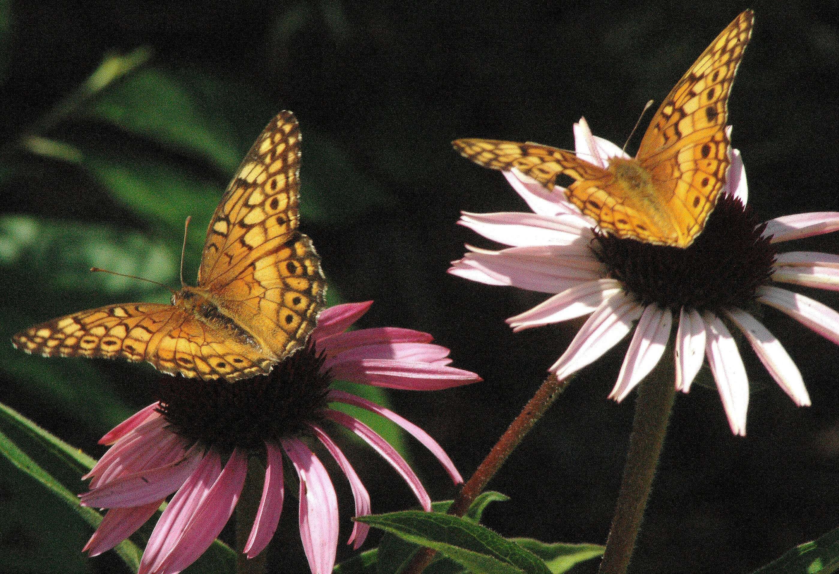 Image of Variegated Fritillary