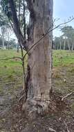 Image of cabbage gum