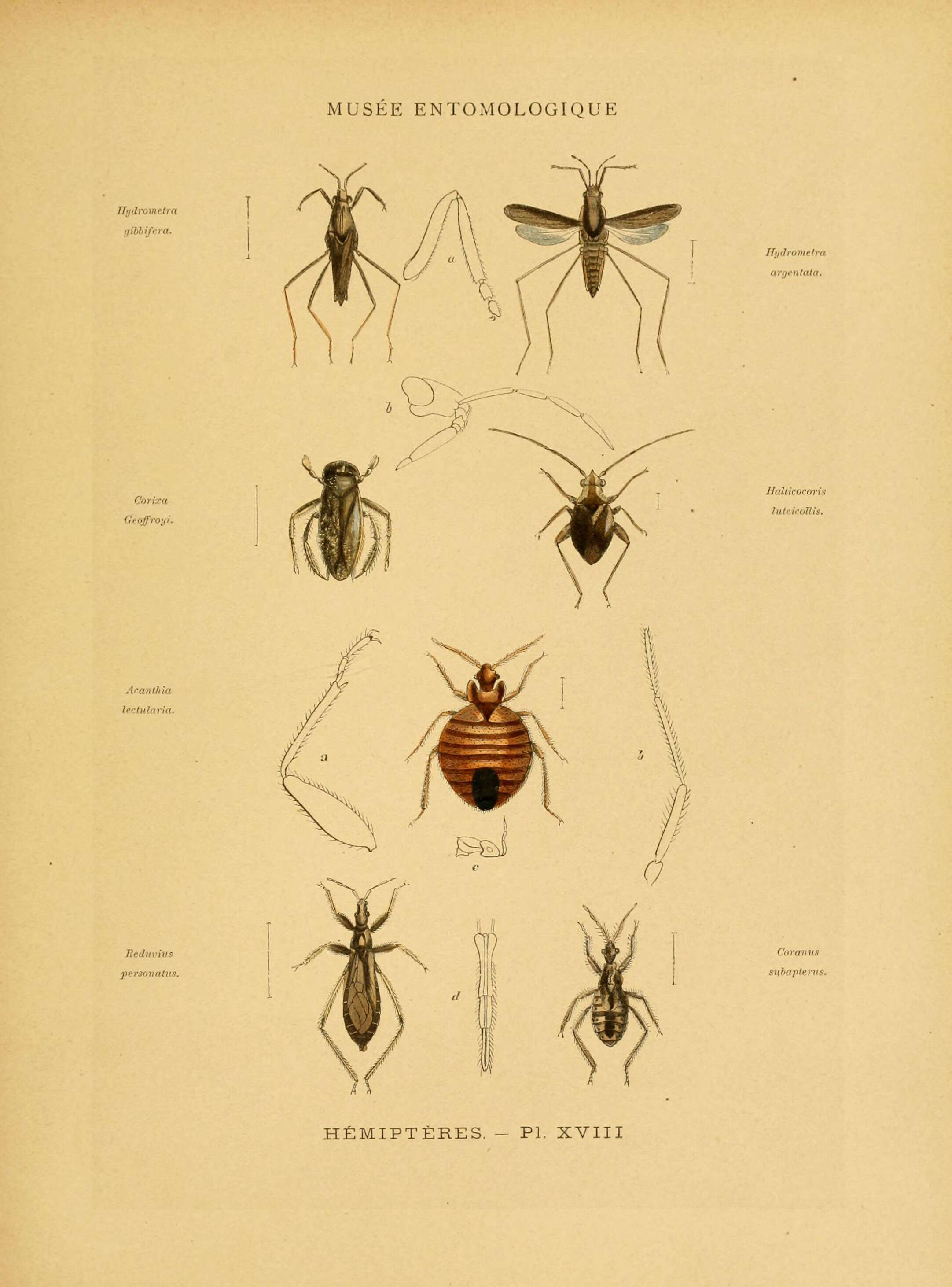 Reduvius personatus (Linnaeus 1758) resmi