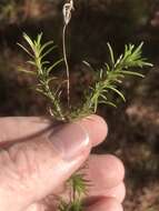 Image of trailing phlox