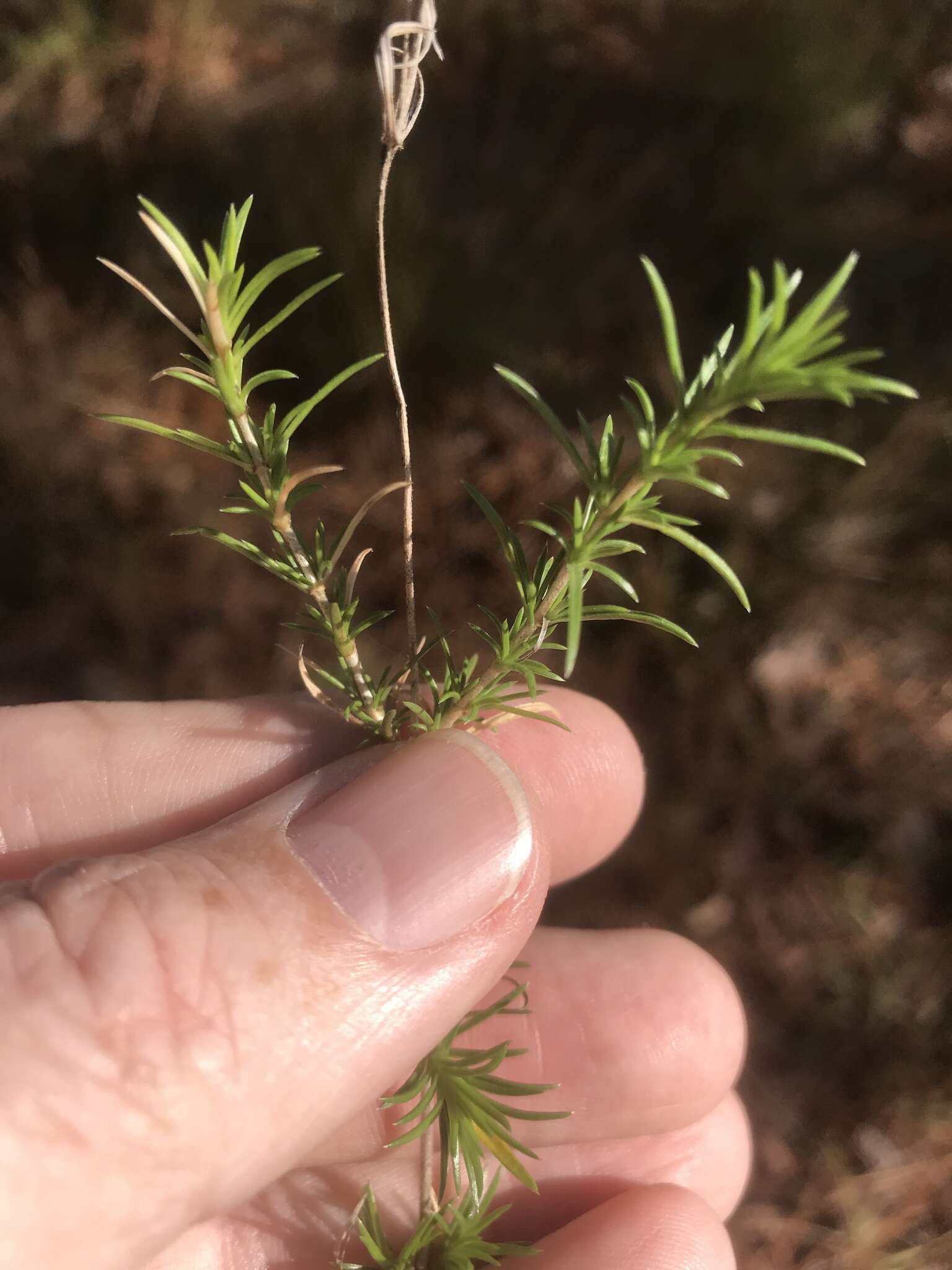 Image of trailing phlox