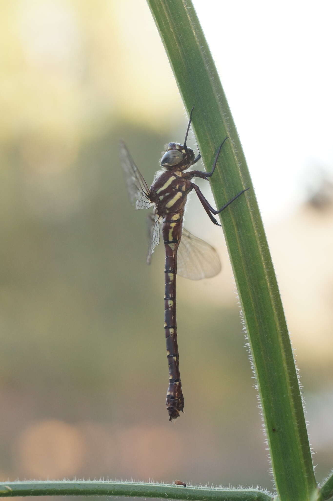 Image of Spinaeschna tripunctata (Martin 1901)