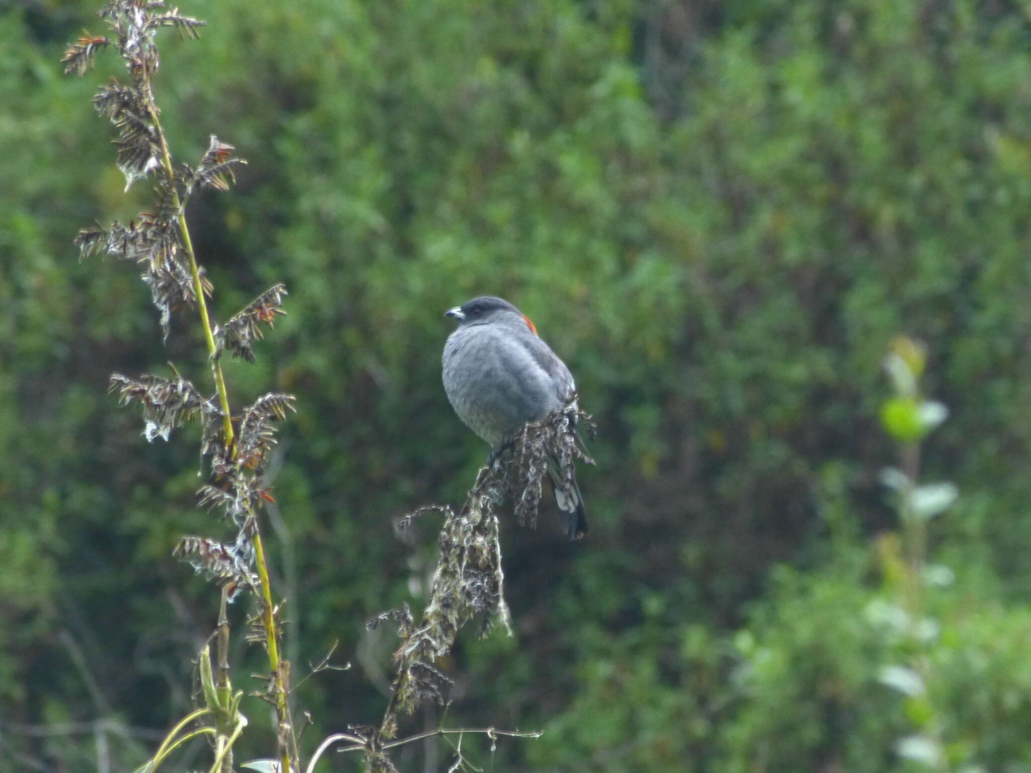 Image of Crested Cotingas