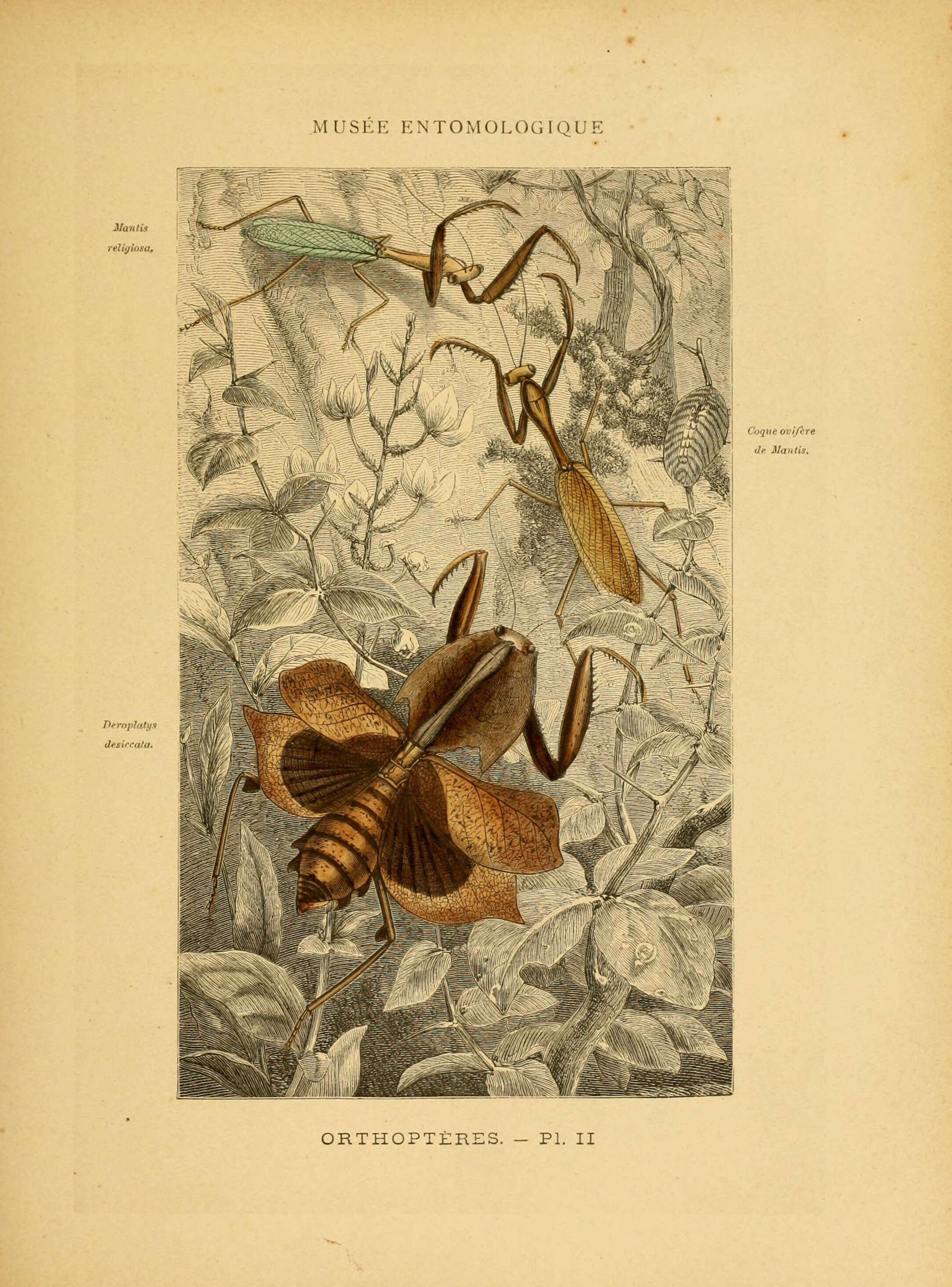 Image of Deroplatys desiccata Westwood 1839