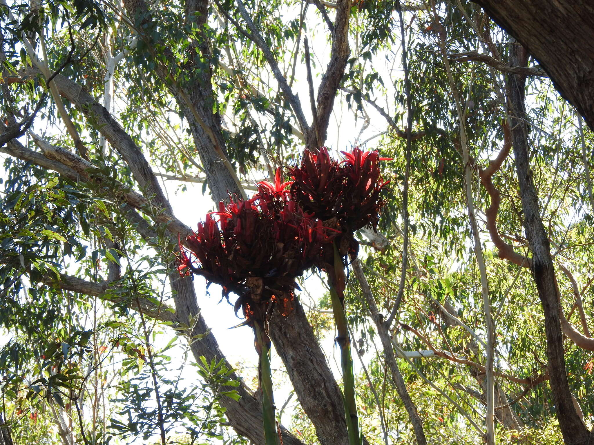 Doryanthes excelsa Corrêa resmi