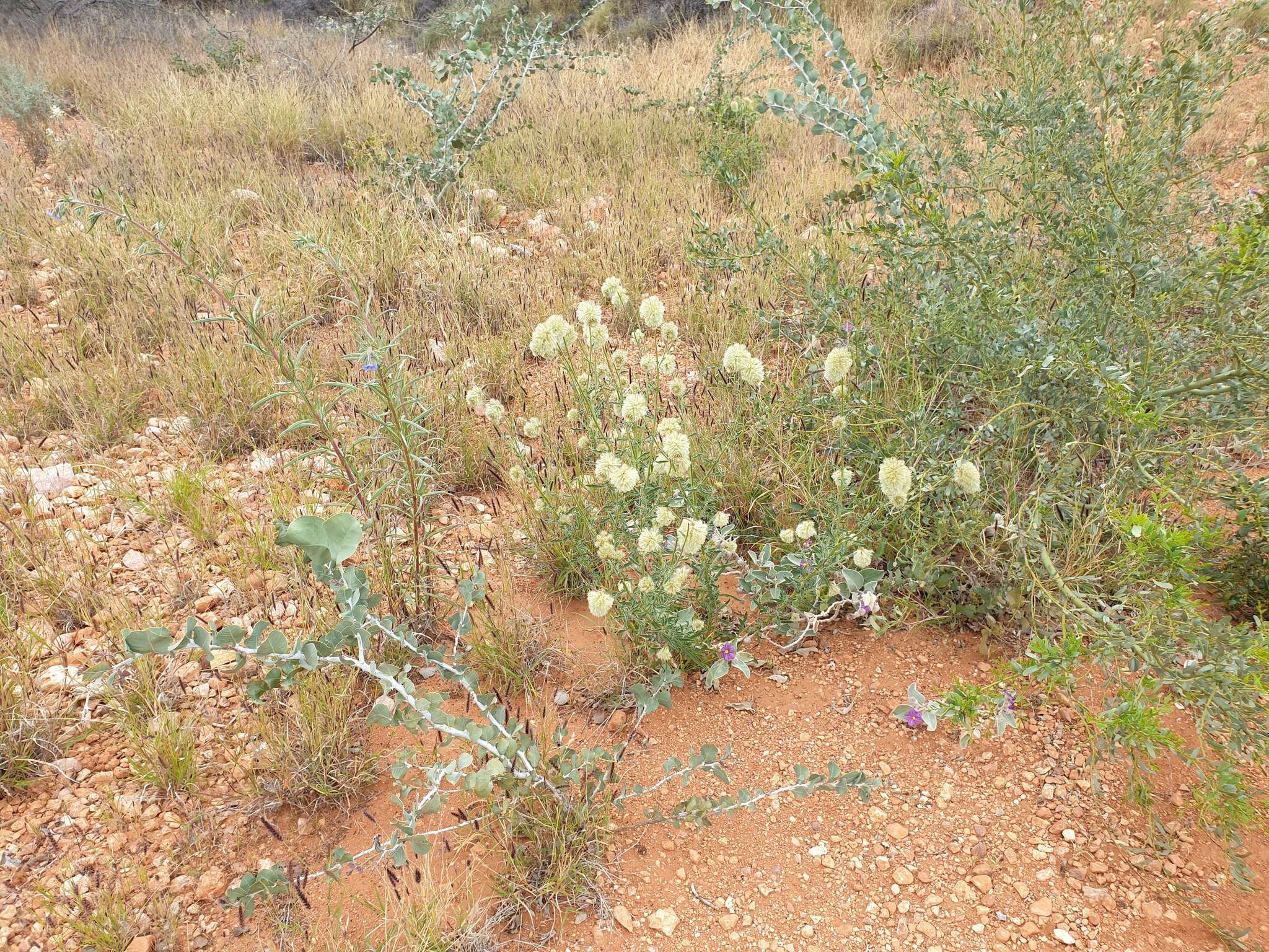 Ptilotus clementii (Farmar) Benl的圖片