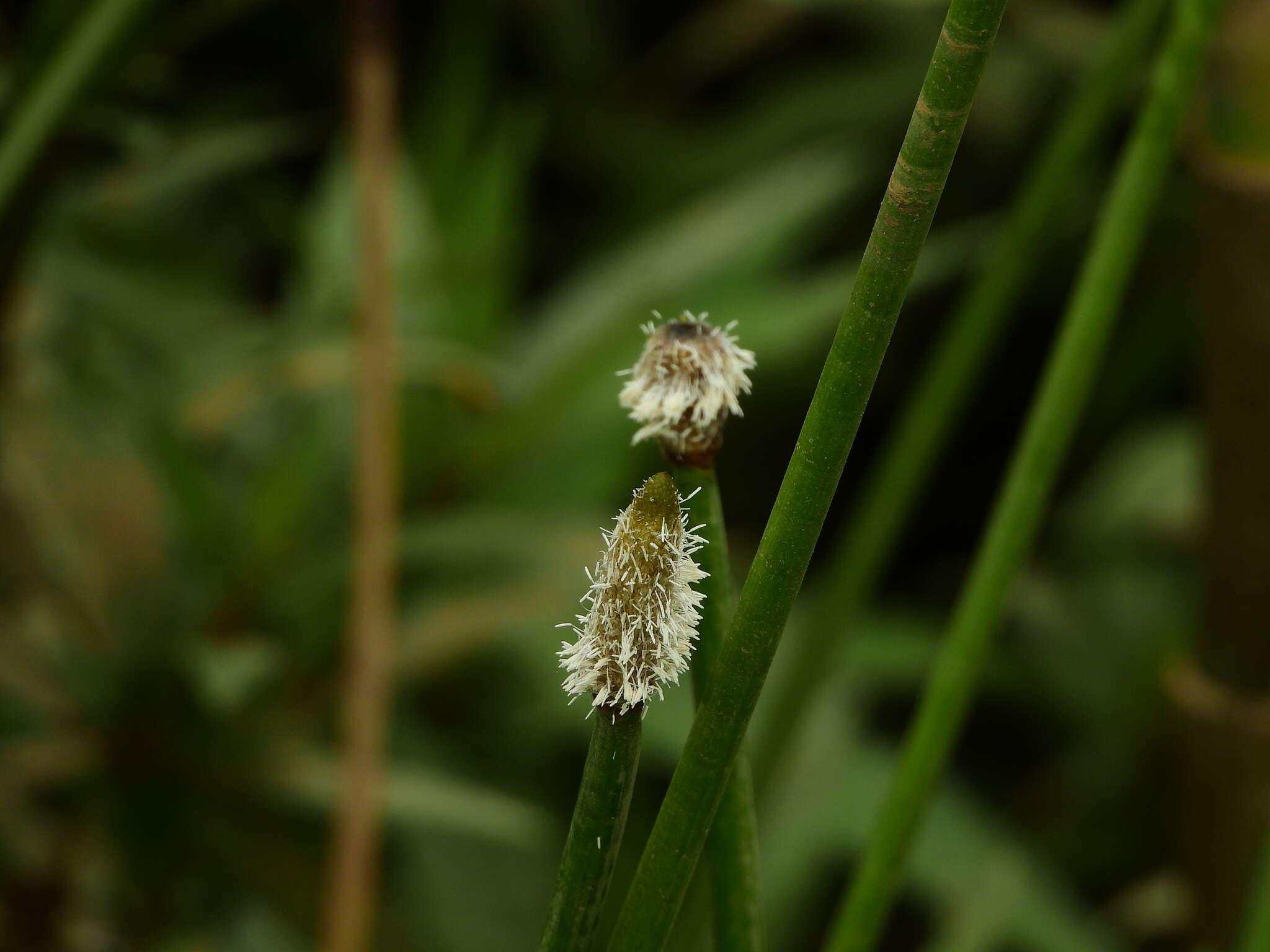 Image of Elegant Spike-Rush