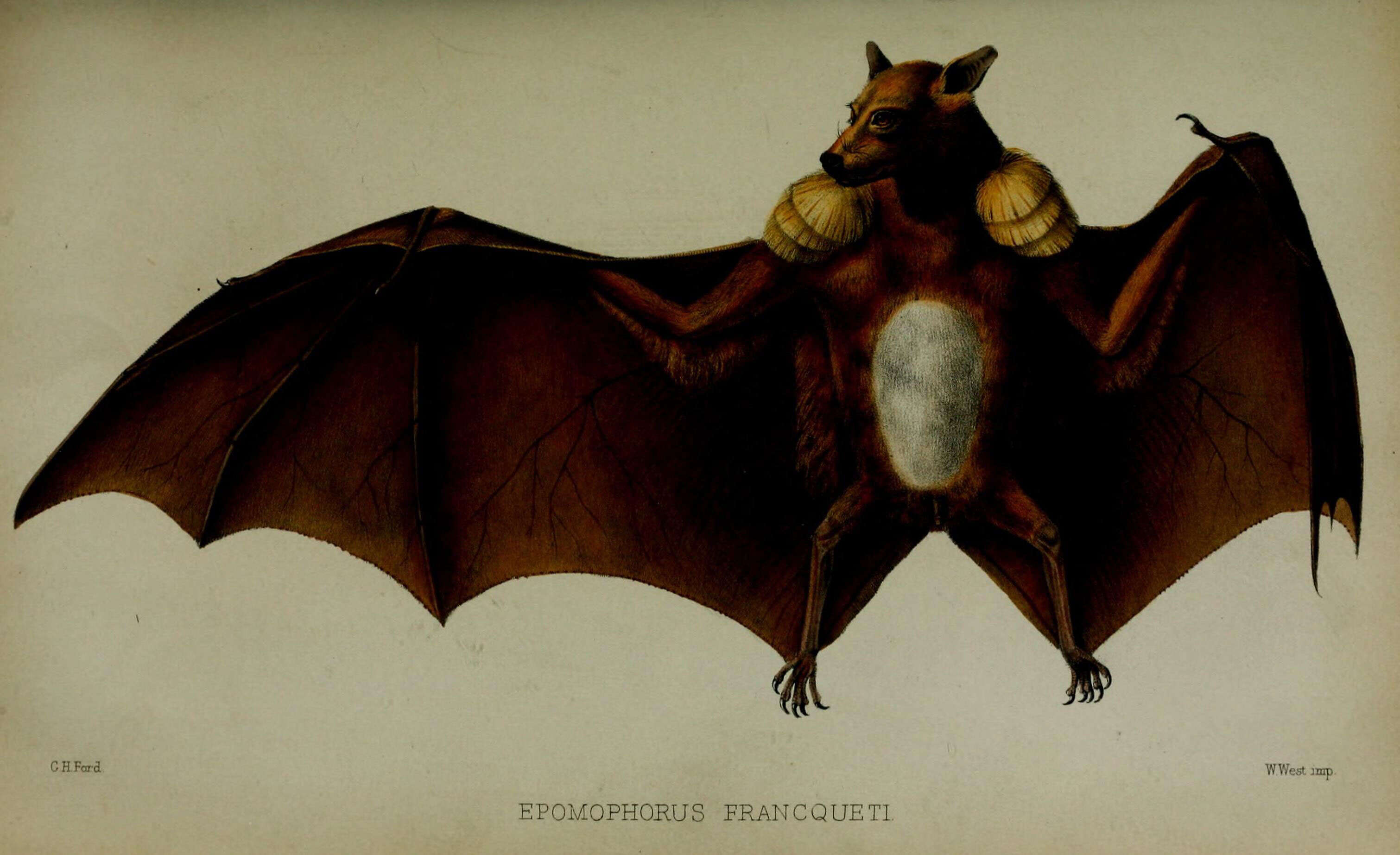 Image of Epauletted Fruit Bat
