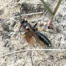 Diphyus salicatorius (Gravenhorst 1820)的图像
