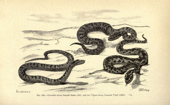 Image of Smooth Snakes