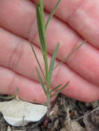 Imagem de Euphorbia leptocaula Boiss.