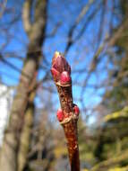 Image of Norway Maple