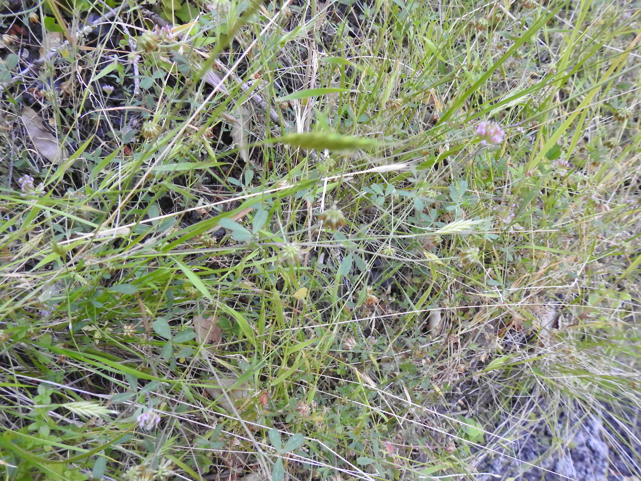 Image de Trifolium bifidum A. Gray