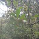 Image of Apodocephala pauciflora Baker