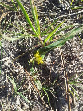 Imagem de Lachenalia reflexa Thunb.