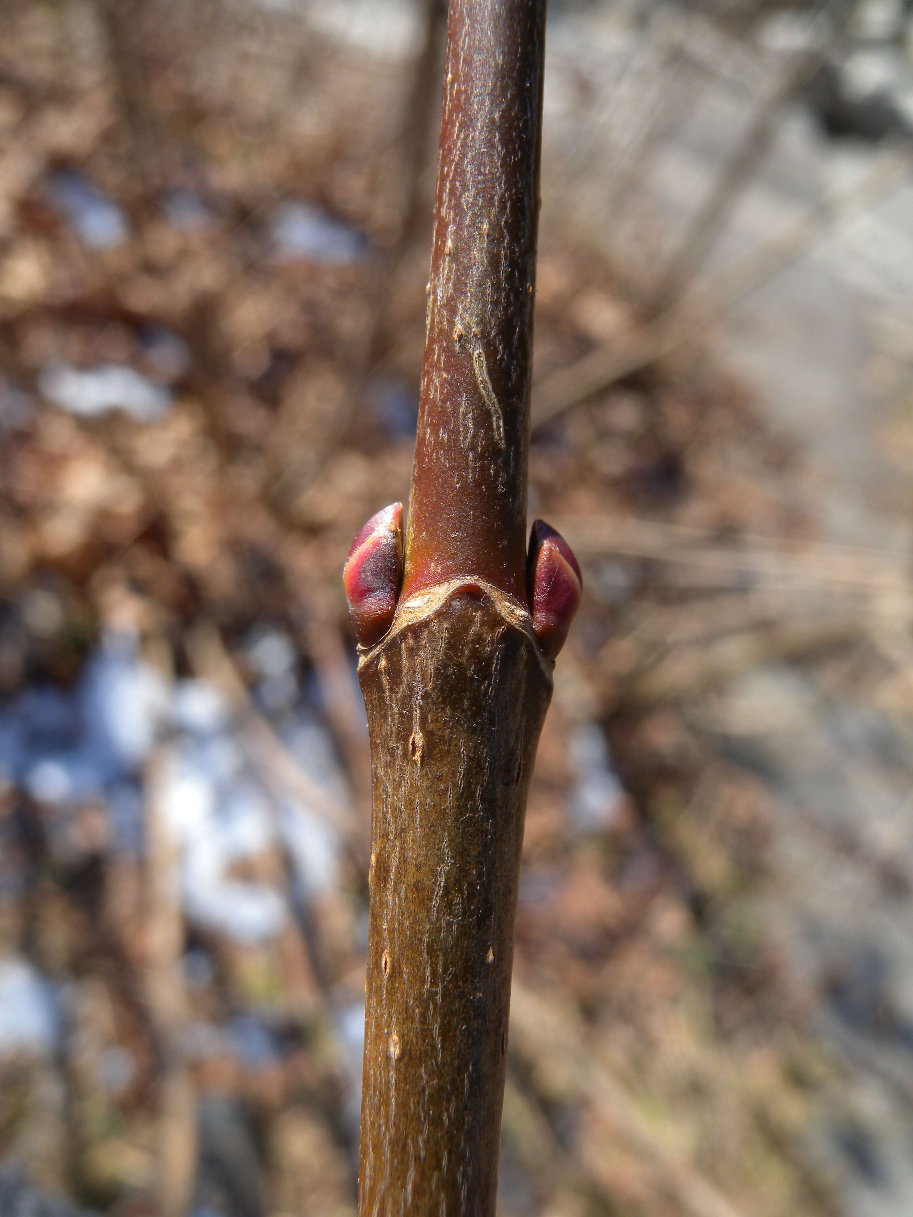 Image of Norway Maple