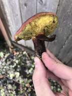 Image de Hortiboletus coccyginus