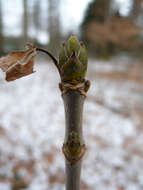 Imagem de Acer pseudoplatanus L.