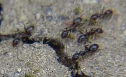 Image of Argentine Ant