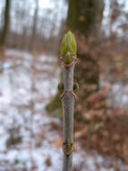 Imagem de Acer pseudoplatanus L.