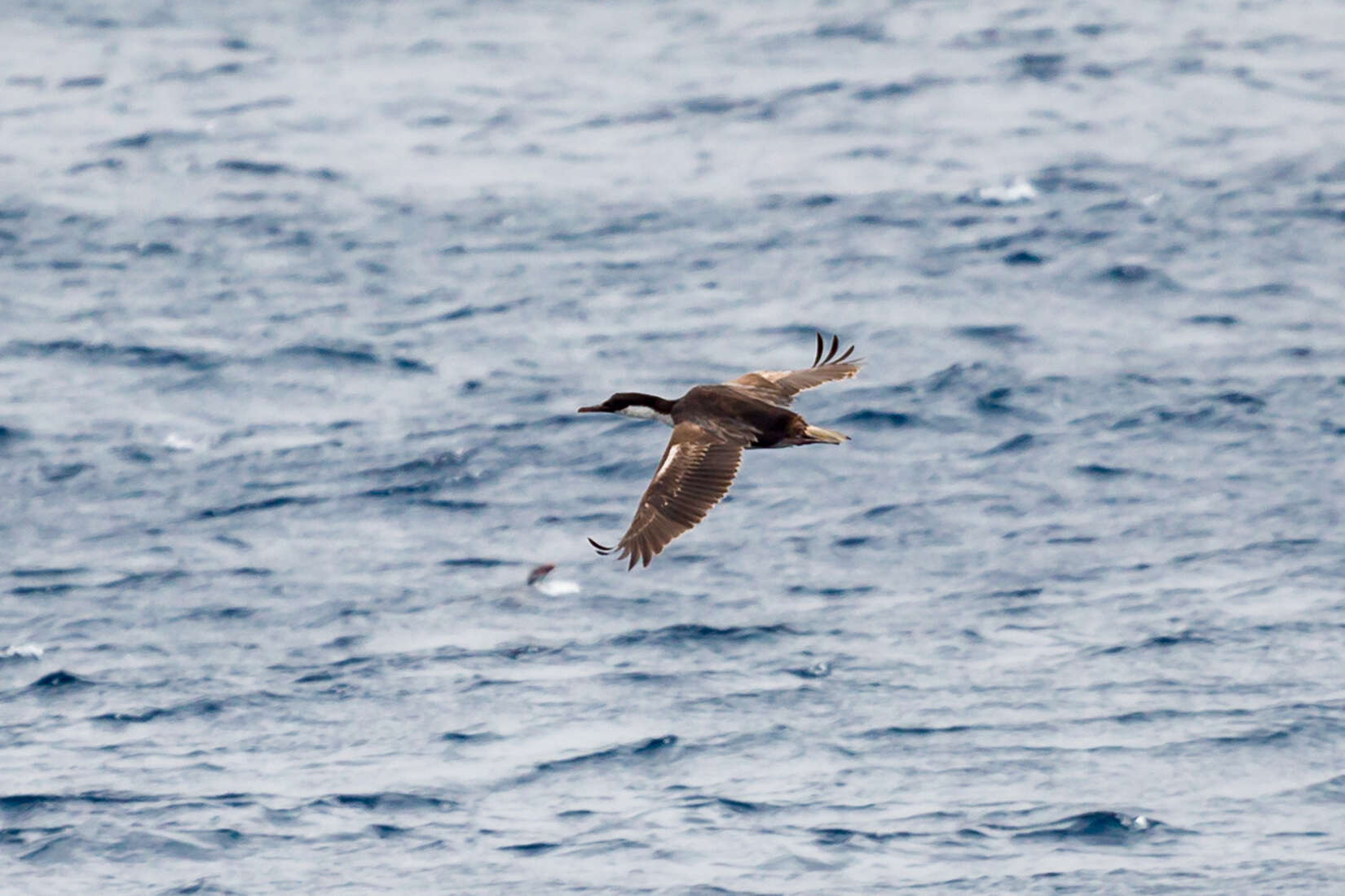 Image of Macquarie Shag