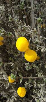 Image of Calceolaria inamoena Kränzl.