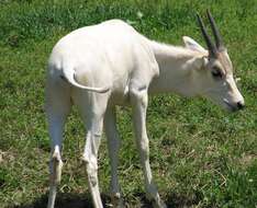 Image of Addax