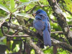 Image of Unicolored Jay