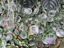 Image of Peperomia argyreia (Miq.) E. Morr.