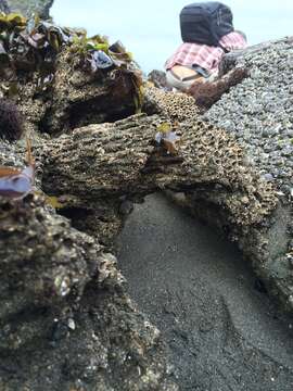 Image of Sandcastle worm