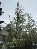 Image of quaking aspen