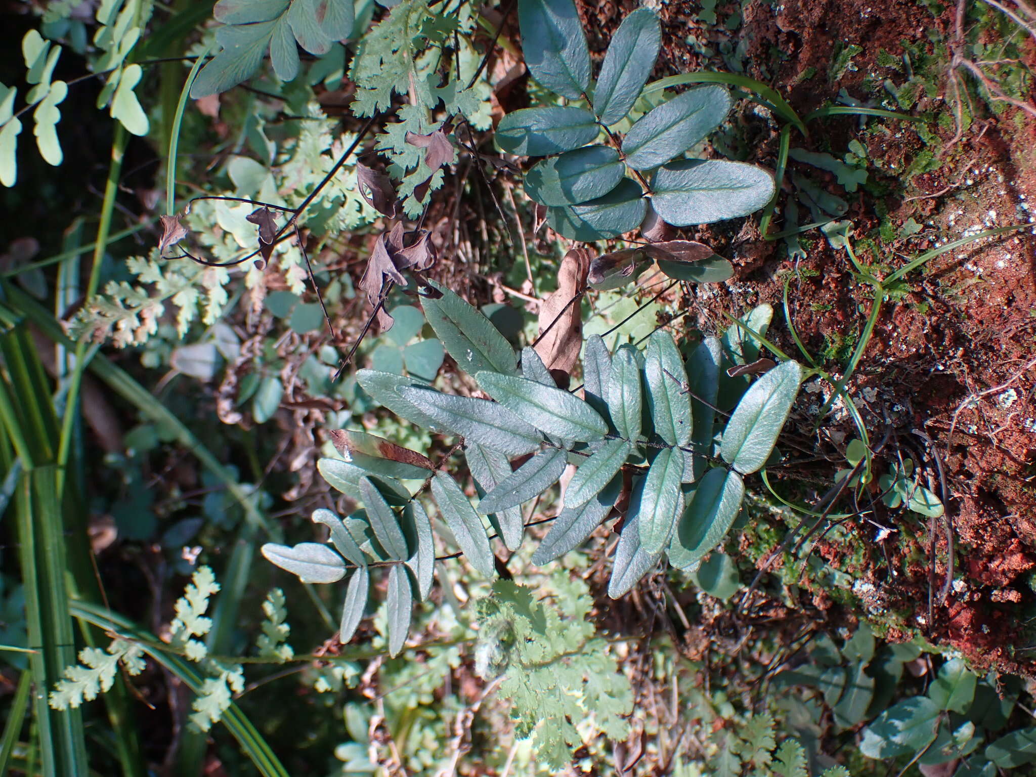 Image of Pellaea dura (Willd.) Bak.