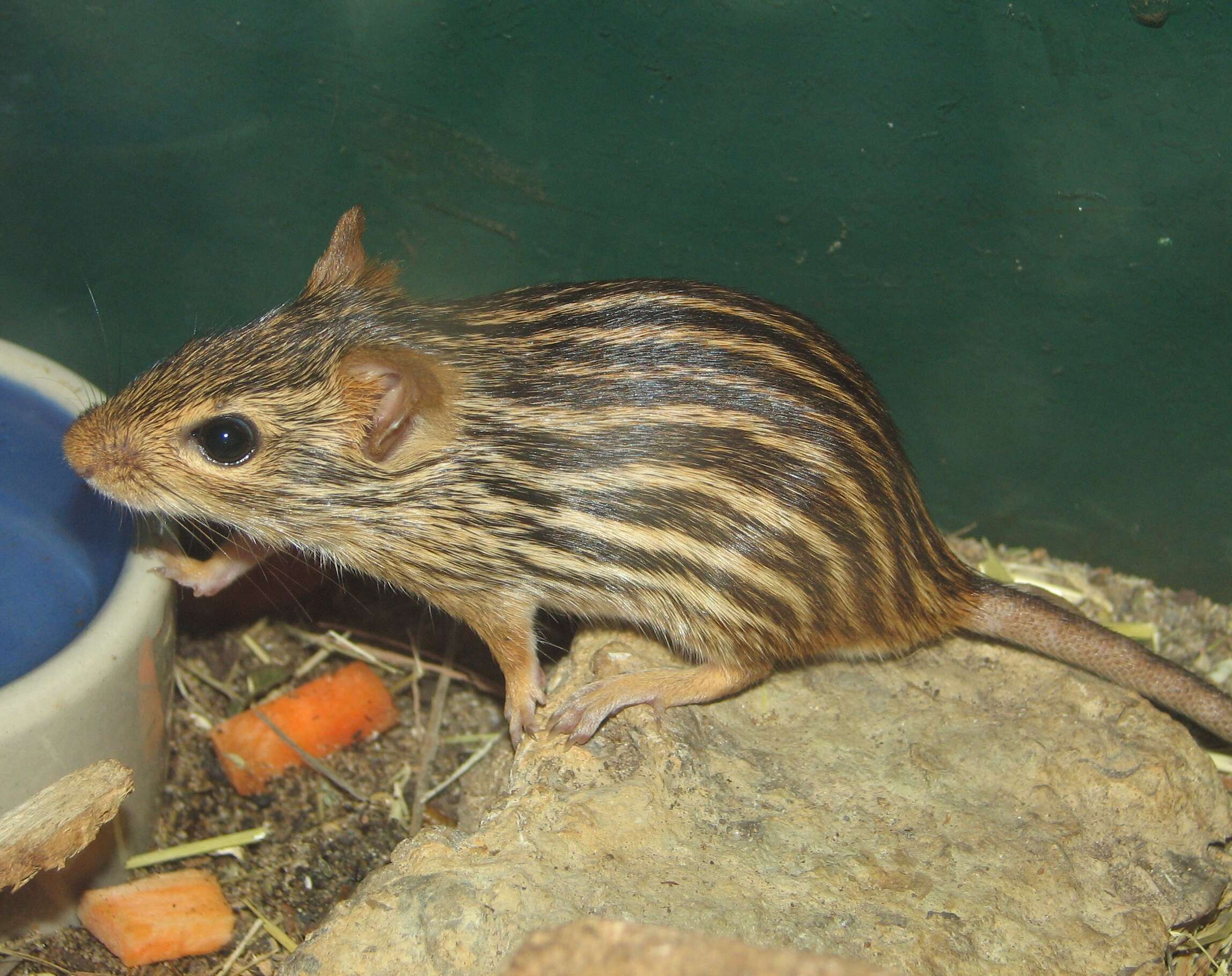 Image of Barbary Lemniscomys