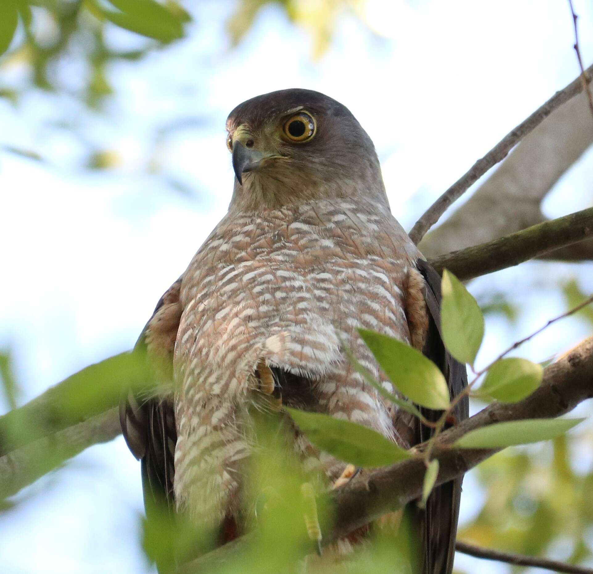 Image of Chilean Hawk