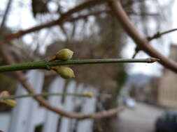 Image of Cornelian cherry dogwood