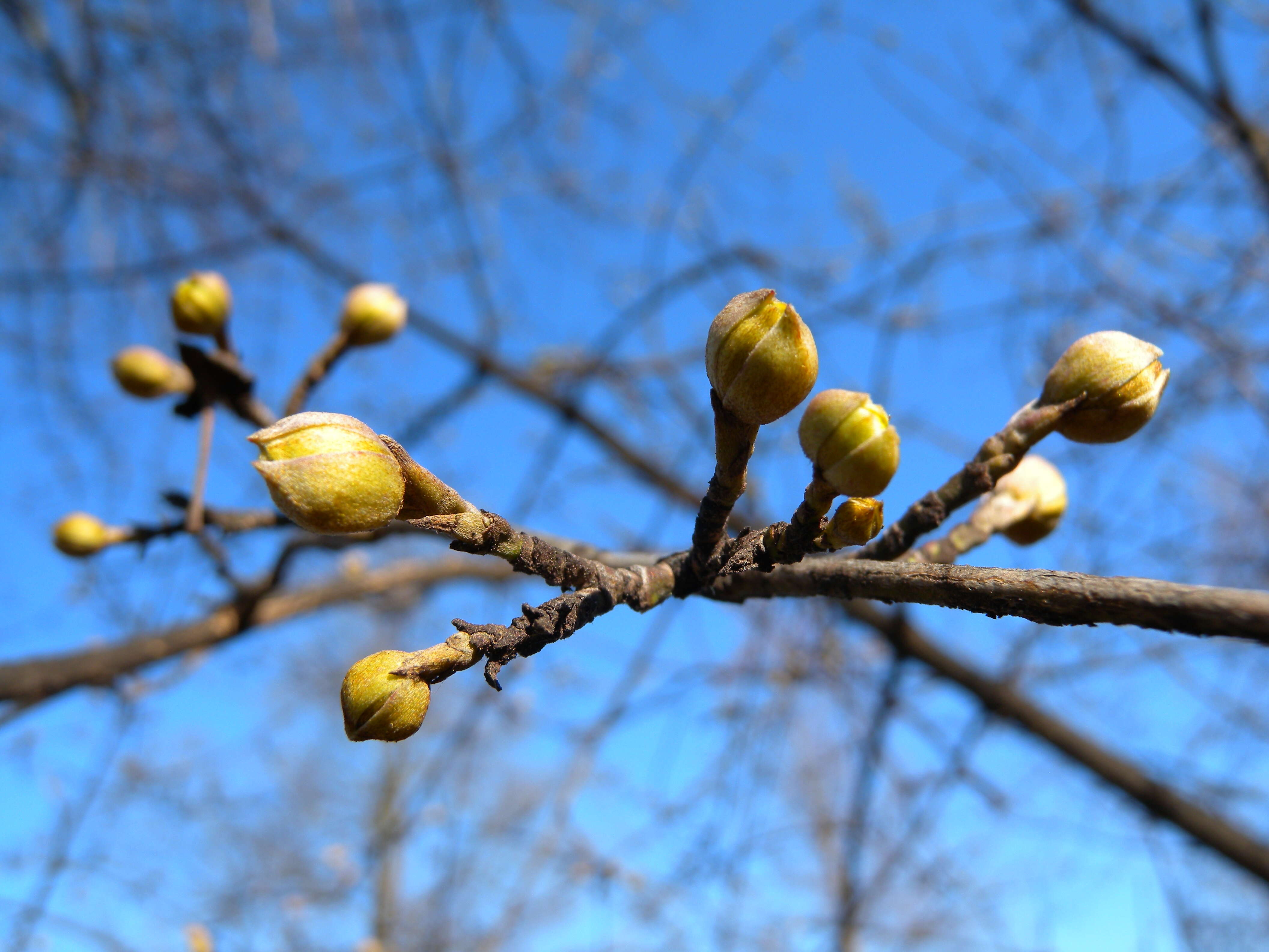 Image of Cornelian cherry dogwood