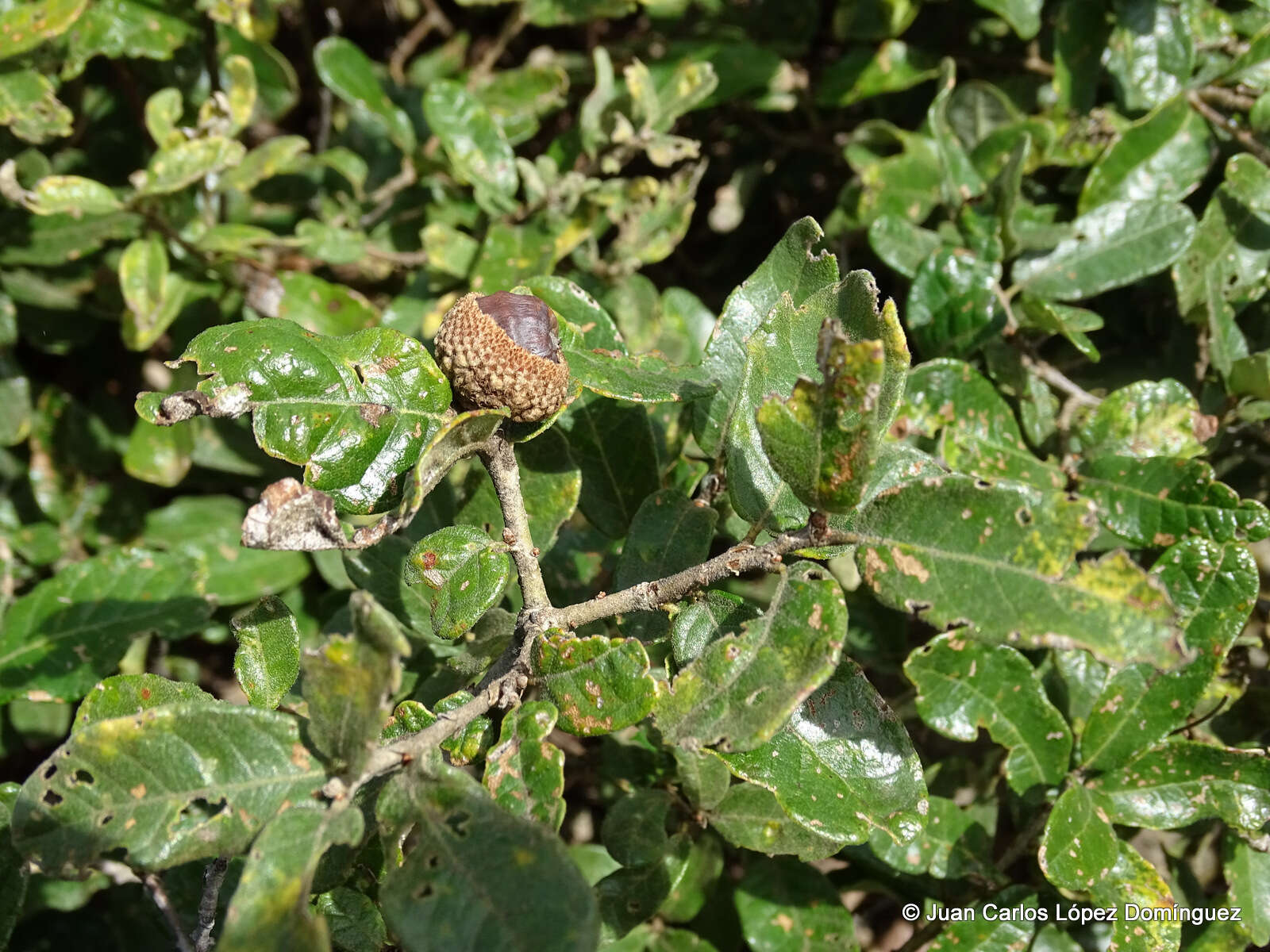 Image of Quercus microphylla Née