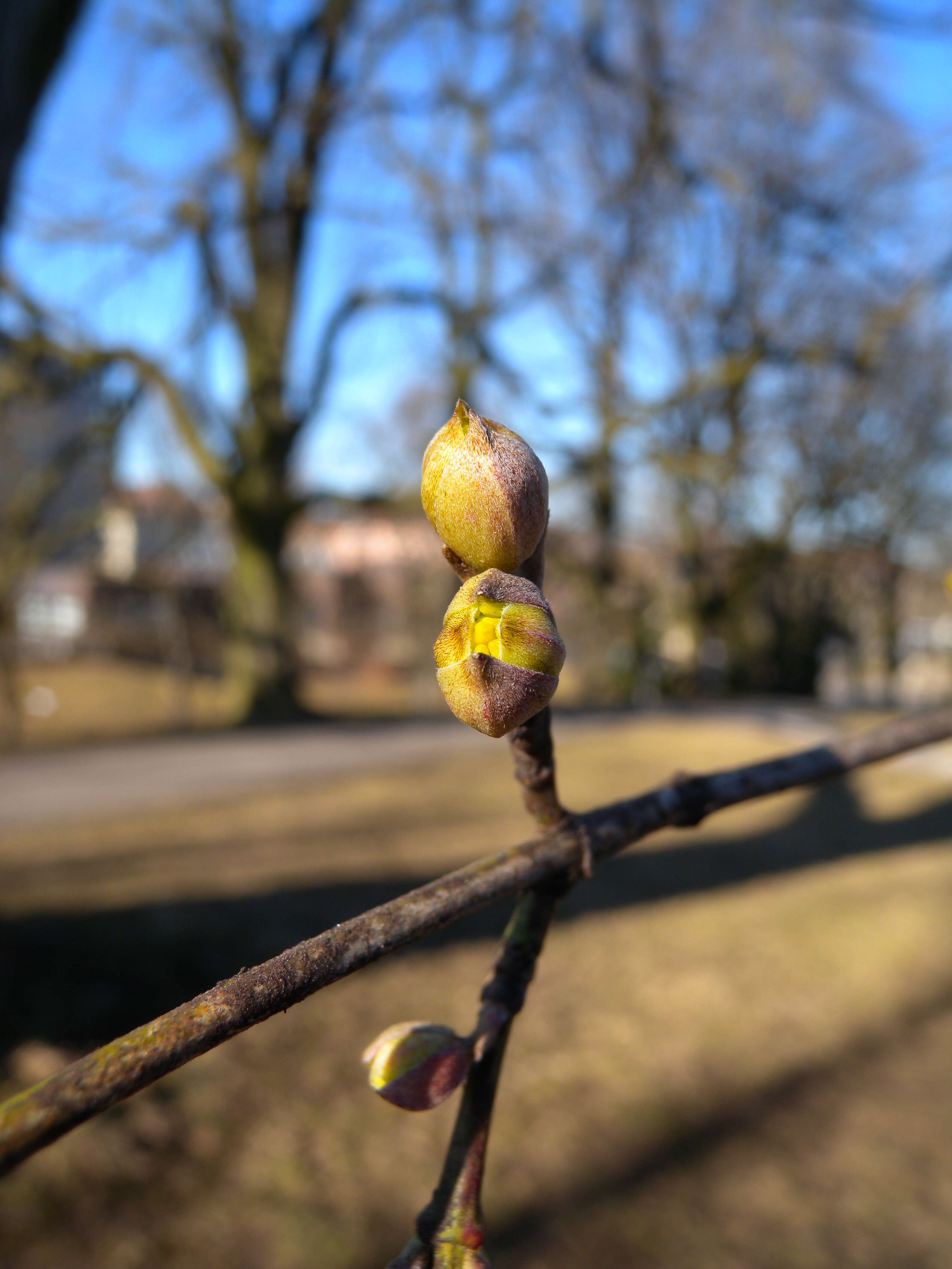 Image of Cornelian cherry dogwood