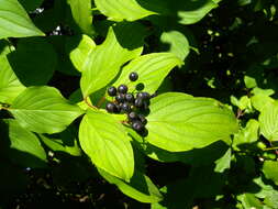 Imagem de Cornus sanguinea L.