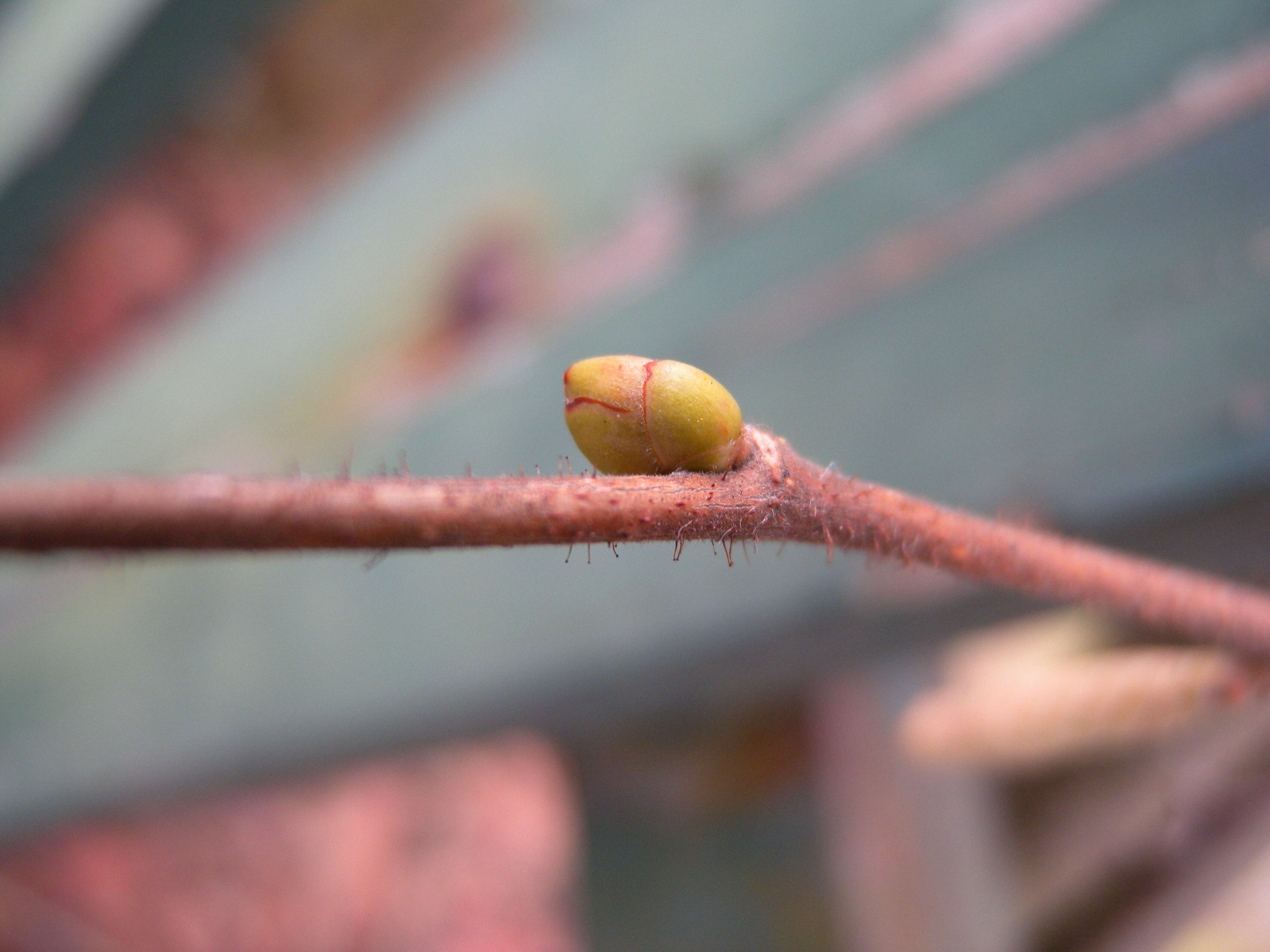 Image of Cobnut